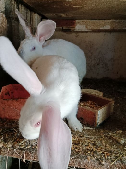 Продам крольчат месячных