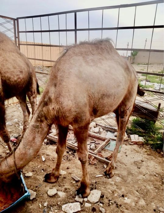 Тайлақты түйе сатылады немесе обмен машина