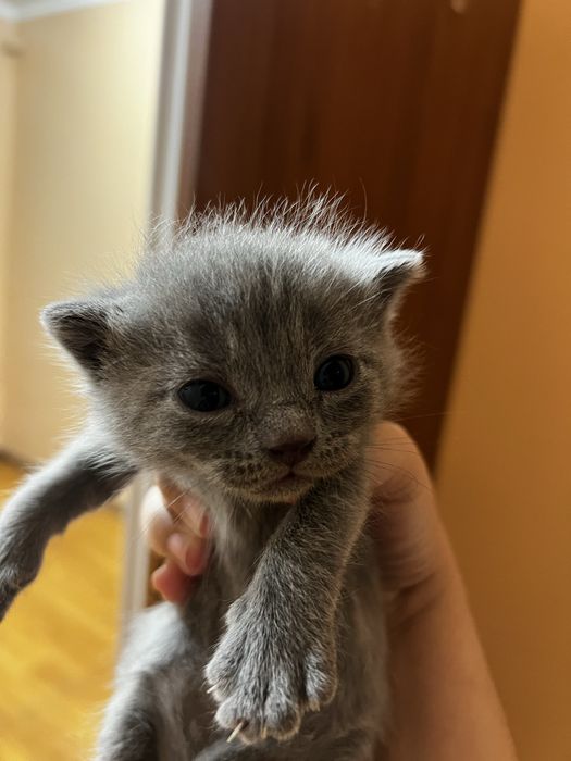 Продам котенка.