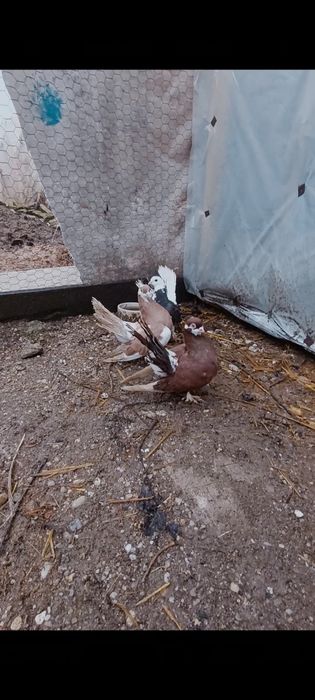 Porumbei Volga pereche și puiul lor