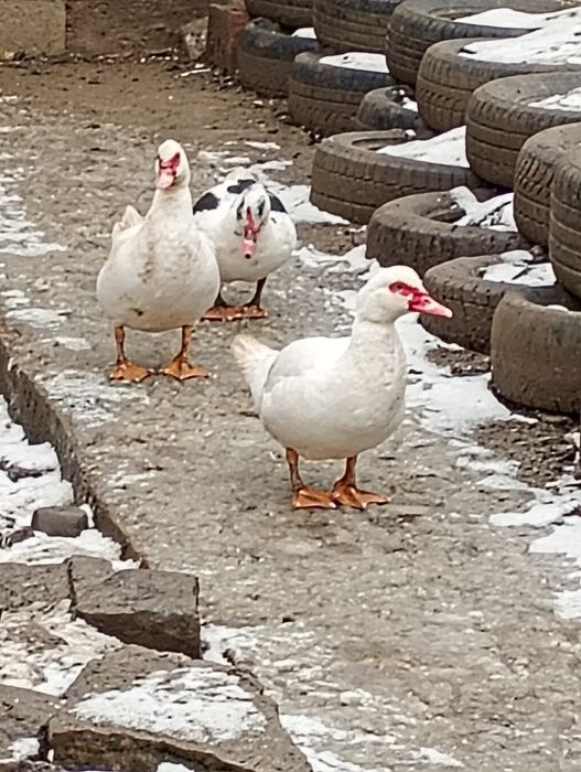 Familii de rațe leșești