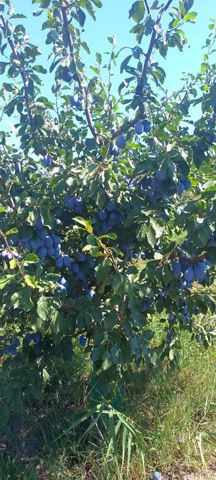 Vindem prune pentru țuică sau consum în cantități mari