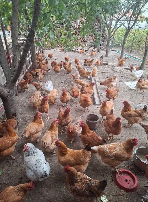 Găini de țară, taiate de vânzare