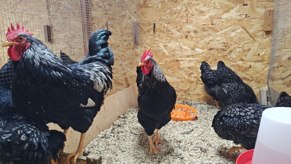 Барневельдер серебро сотилади