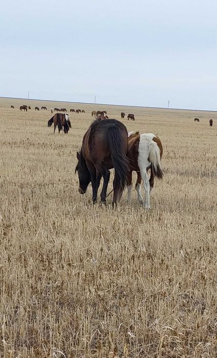 Биелер мен жабағылар сатылады