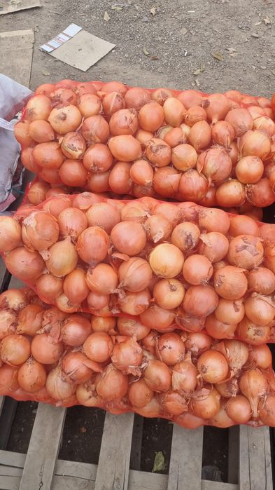 Картошка караганда