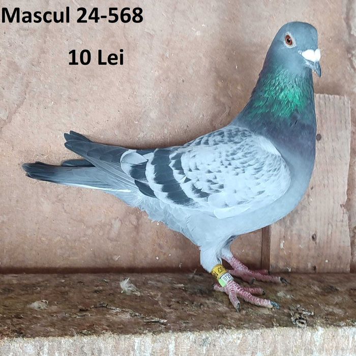 Porumbei voiajori de vanzare