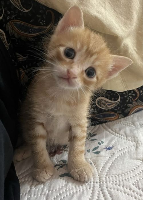 Отдам котят бесплатно