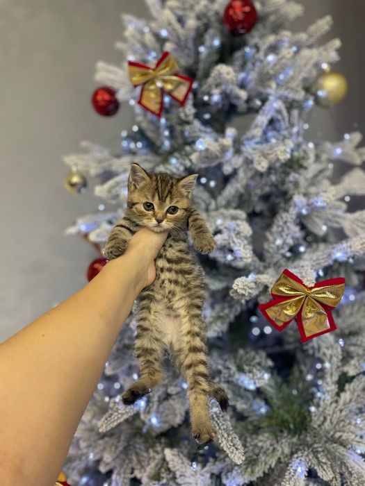 Шотландские котята в продаже