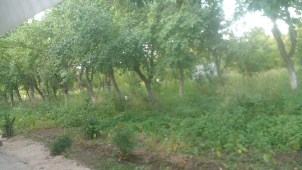 Наманган вилояти Янгиқӯрғон туманида Чортоқсой бӯйида дала-ҳовли