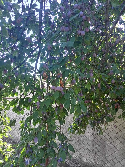 Prune pentru țuică
