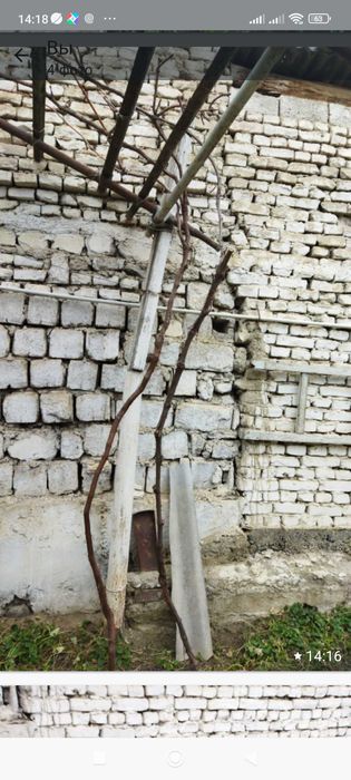 Цветы садовые благородные