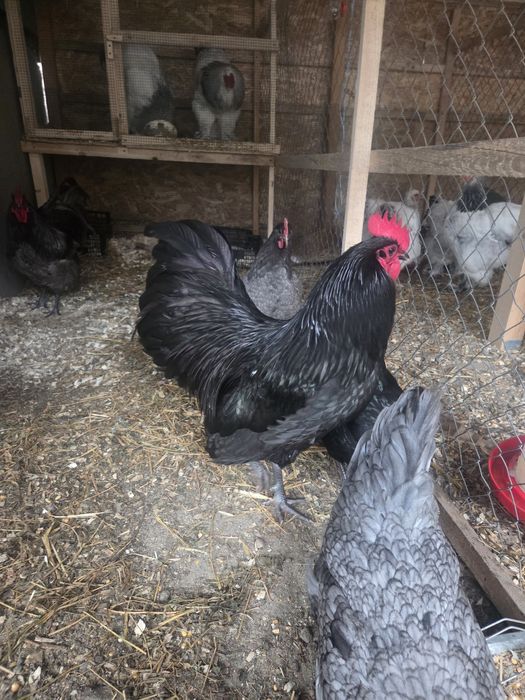 Oua incubat disponibile