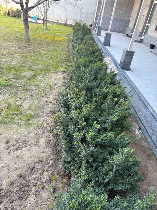 5 yillik shamshod kòchatlari