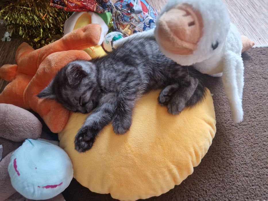 Отдам котёнка в добрые руки мальчик