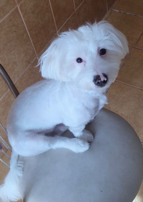 Vând Bichon Havanez