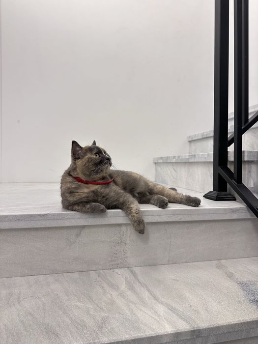 Отдам кошку породистую