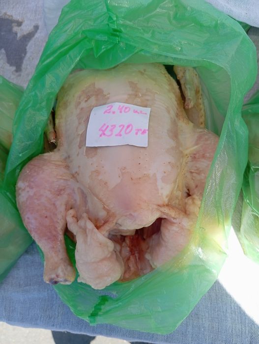 Домашний Бройлер