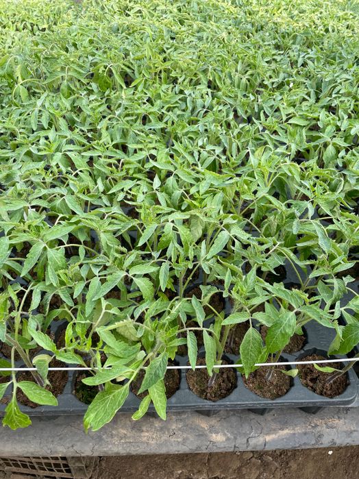 Vând răsaduri de roșii