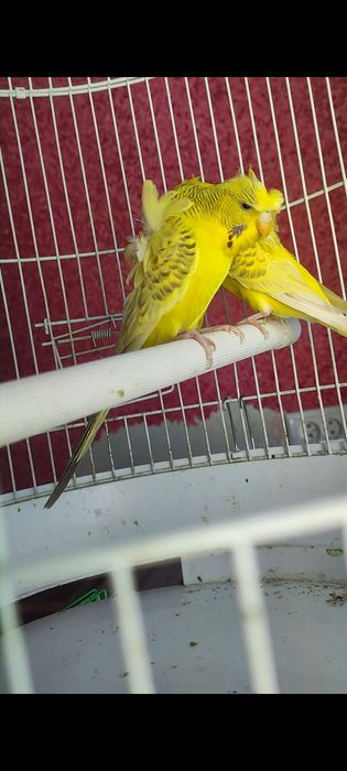 Babichka papugaylar sotiladi manzil Kogon shaxar