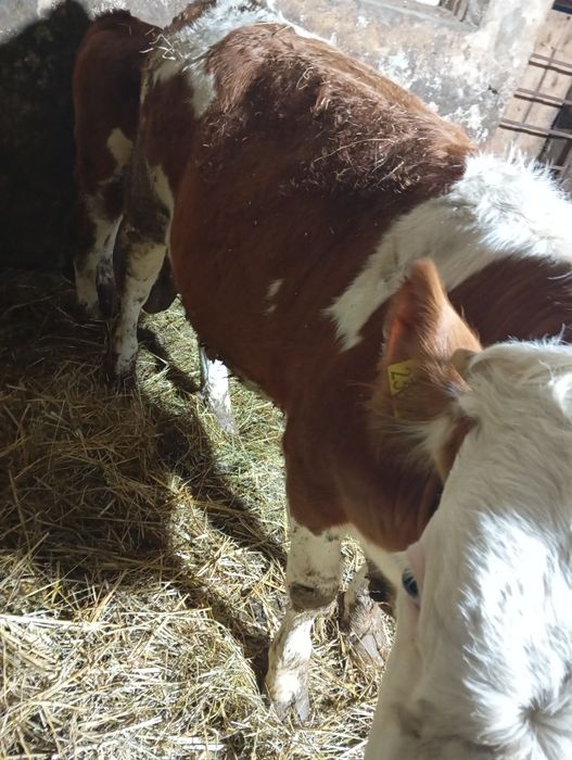 Vând 17 viței 9 femele și 8 masculi