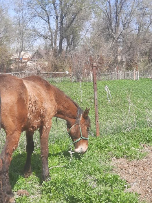 Донежын  Байтал сатылады