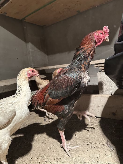 Қораз сатылады туляк