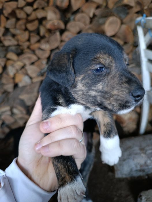 DONEZ Căței talie mică