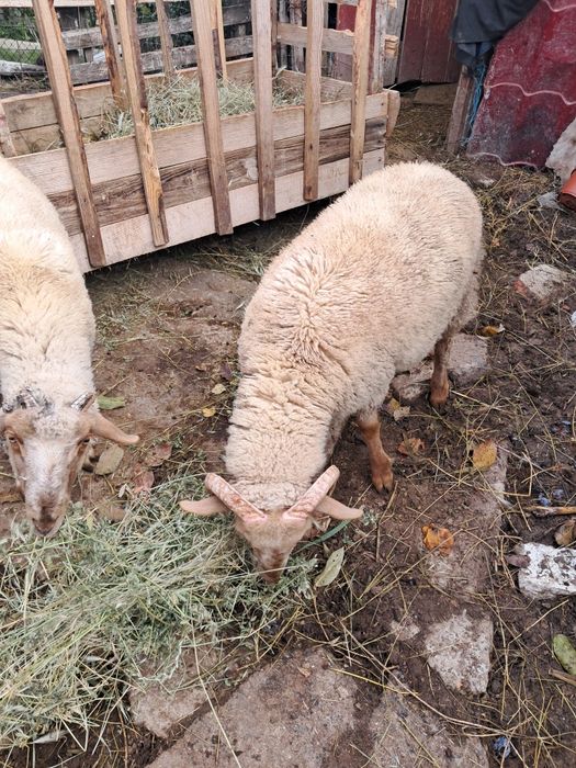 Berbecuți de vânzare