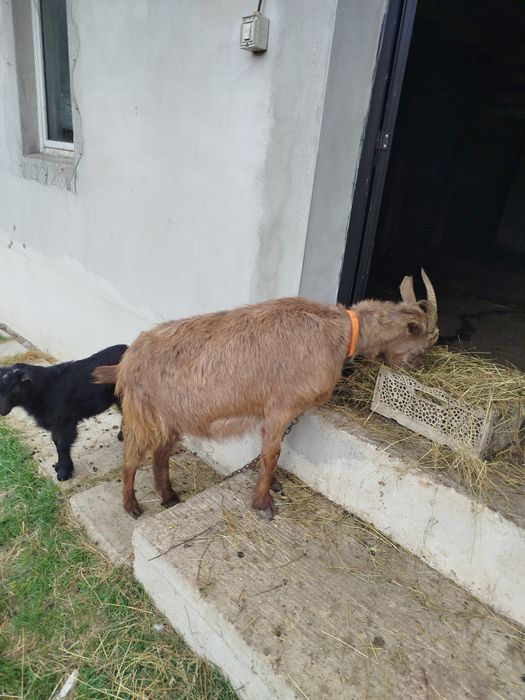 Vând capră la prima fătare cu iadă de ținut