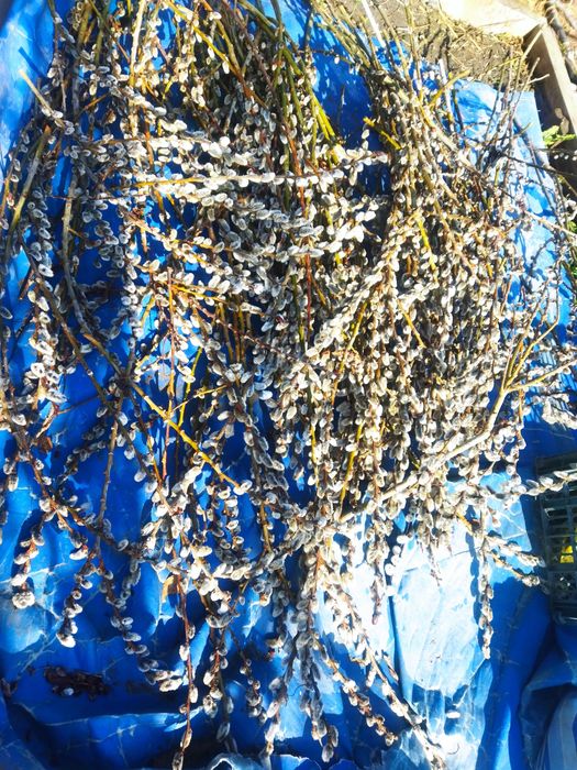 Веточки вербы на праздник, разной длины