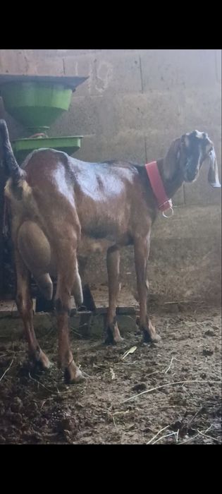 Capra nr1. De elită