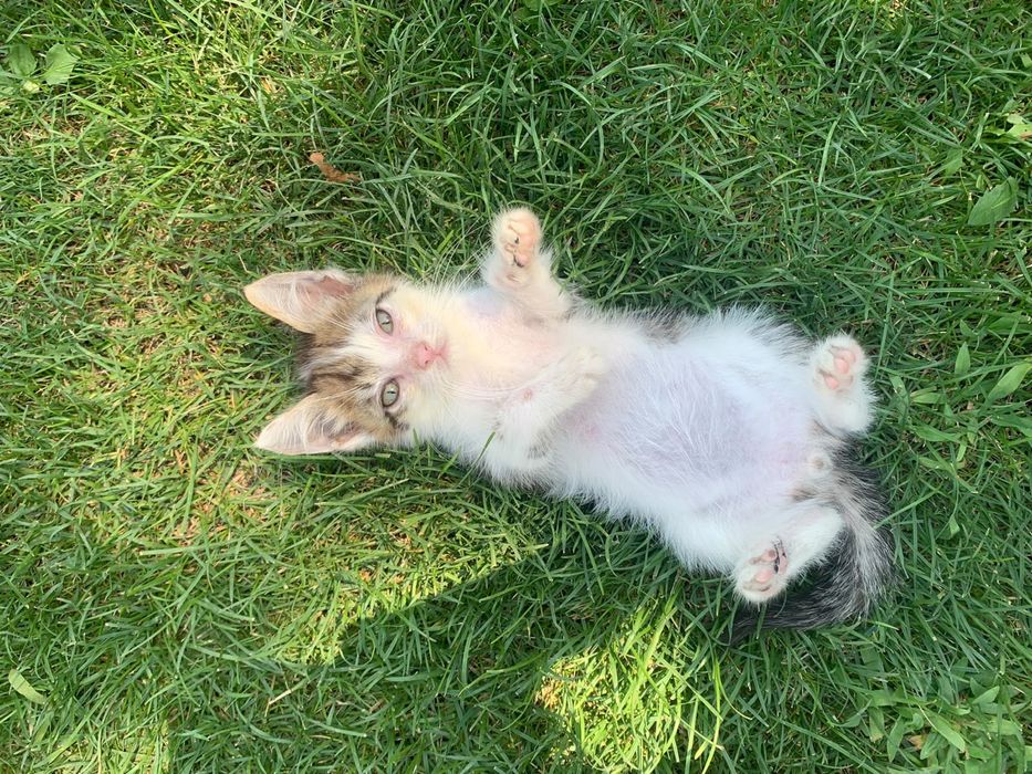Отдам котенка БЕСПЛАТНО