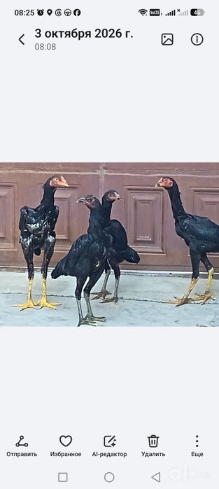 Карейский хорозди ва макиенни боллсрипривазной боллари