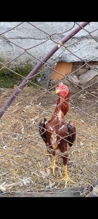 Продам  дакана OH'SHAMO