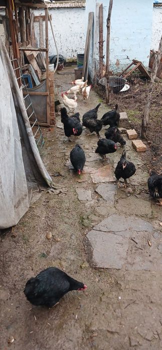 Товуклар Оптим сотилади 20та