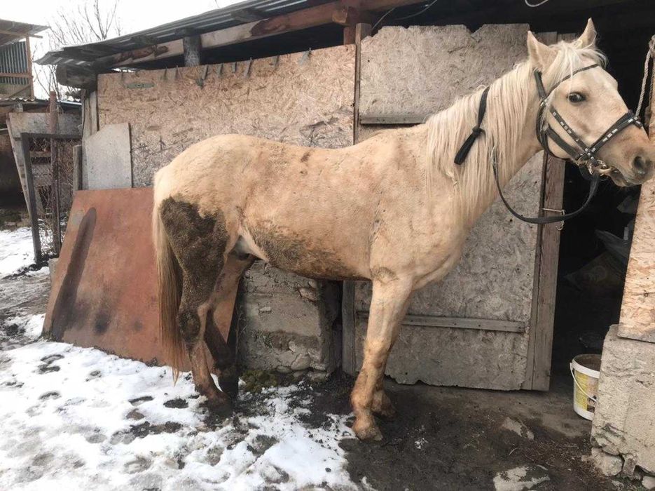 Продам лошадь жеребец, Айгыр