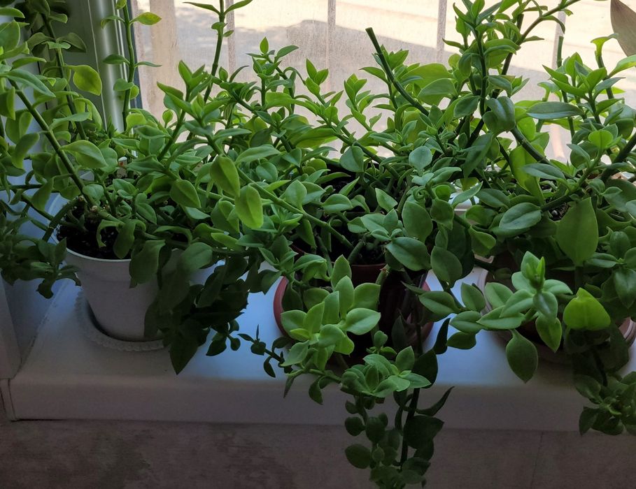 Продам комнатные растений