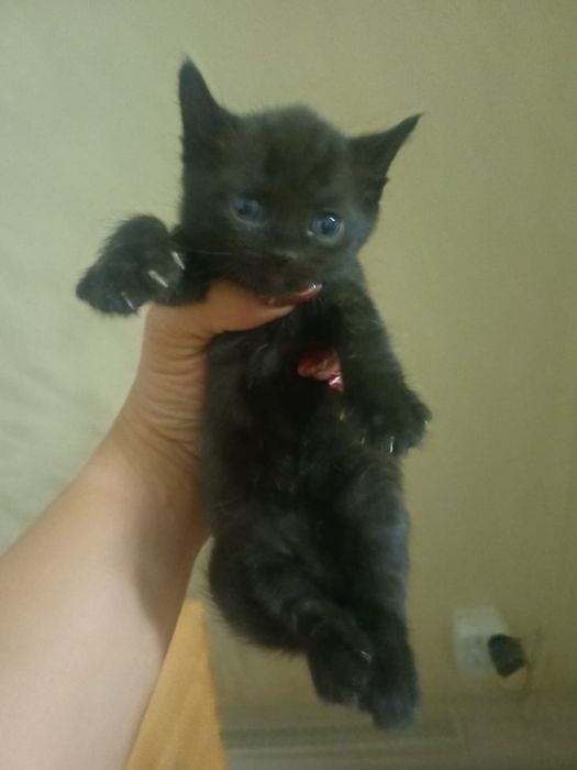 Отдам котят в ХОРОШИЕ РУКИ!