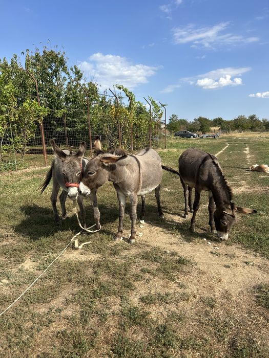 Măgari de vanzare