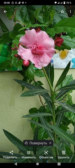 Декоративные,комнатные цветы