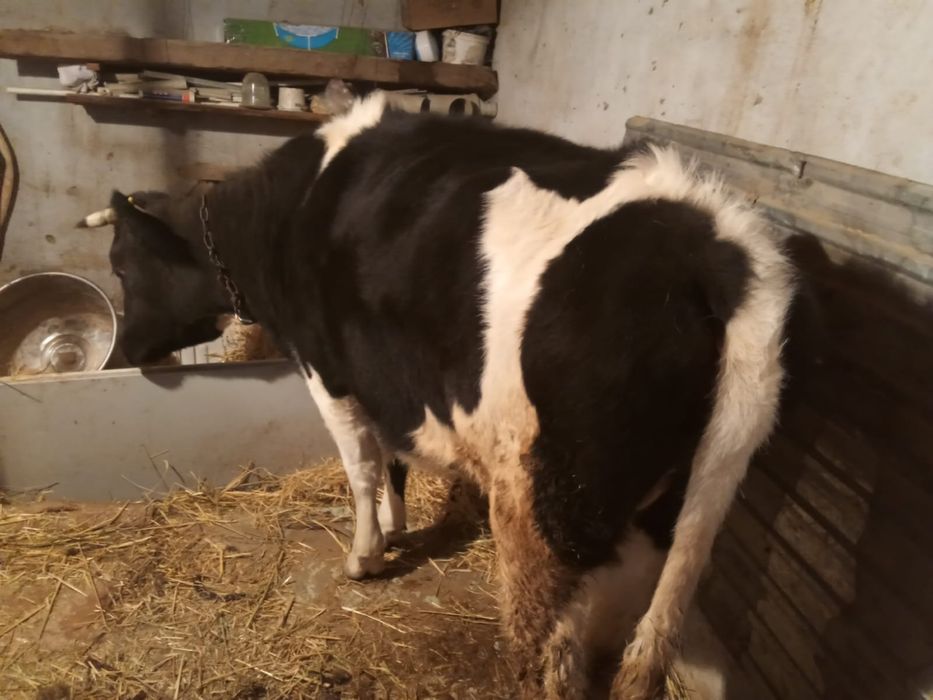 Продам корову  срочно