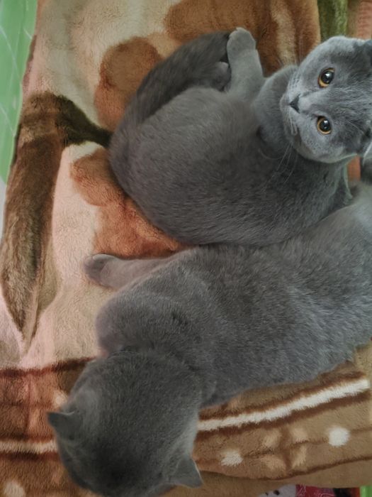 Parodali zotli mushukchlar