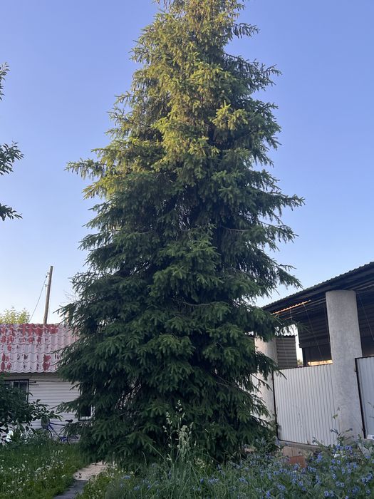 Ель продам дерева