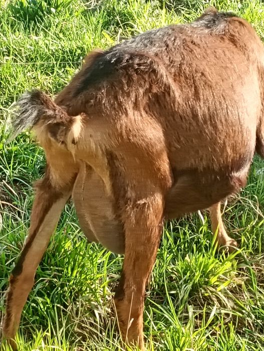 Vind capre tinere și bune de lapte