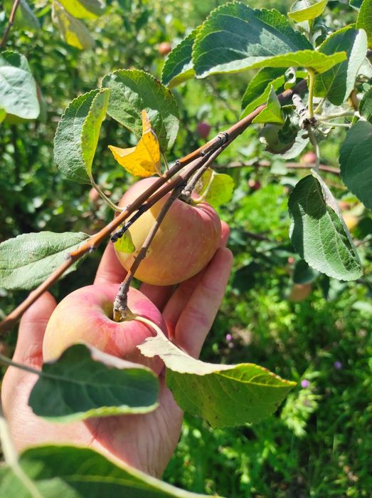 Яблоня Груша Вишня