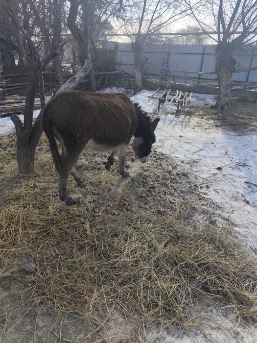Есек сатылады 45000тг саудасы бар