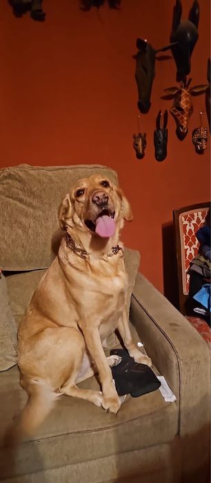 Doresc sa gasesc o familie iubitoare pentru Luna!