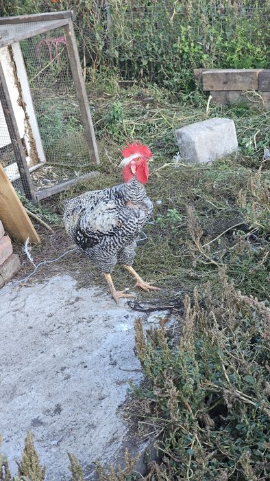 Vand  Rate  , gaini , Prepelite ,gaste, Iepuri