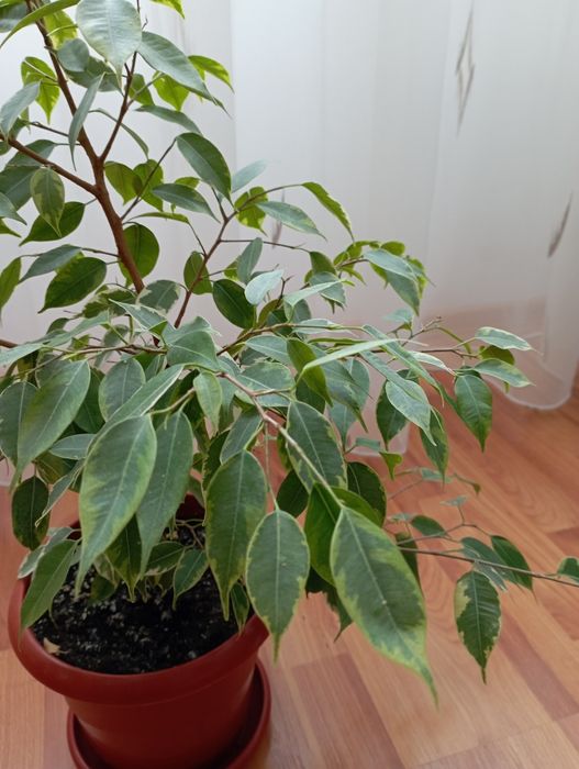 Бенджамин от шарения